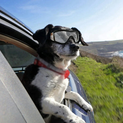 Pat and Pet Emporium | Pet Sunglasses | Pet Fashion Plastic Glasses UV