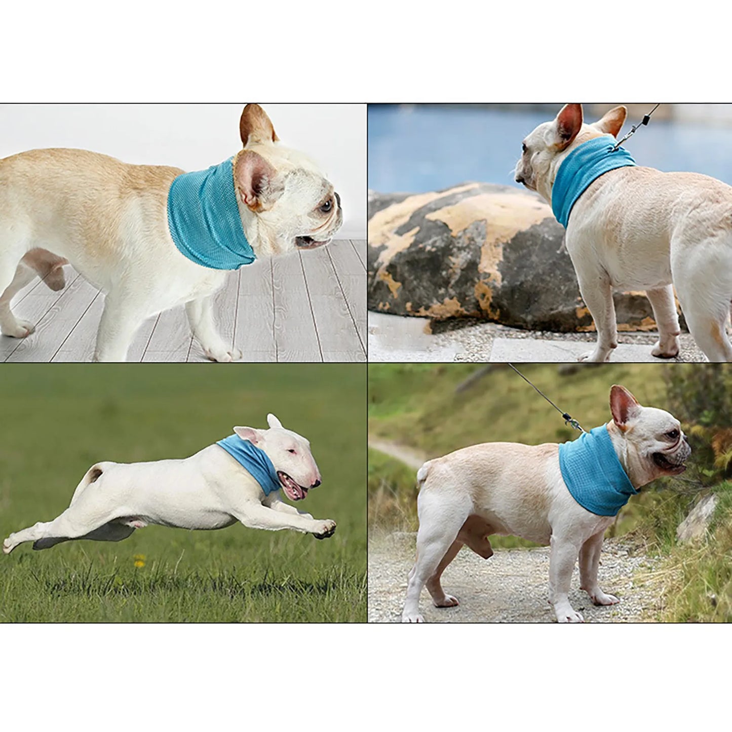 Pat and Pet Emporium | Pet Collars | Dog Instant Cooling Collar