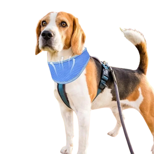 Pat and Pet Emporium | Pet Collars | Instant Cooling Dog Collar